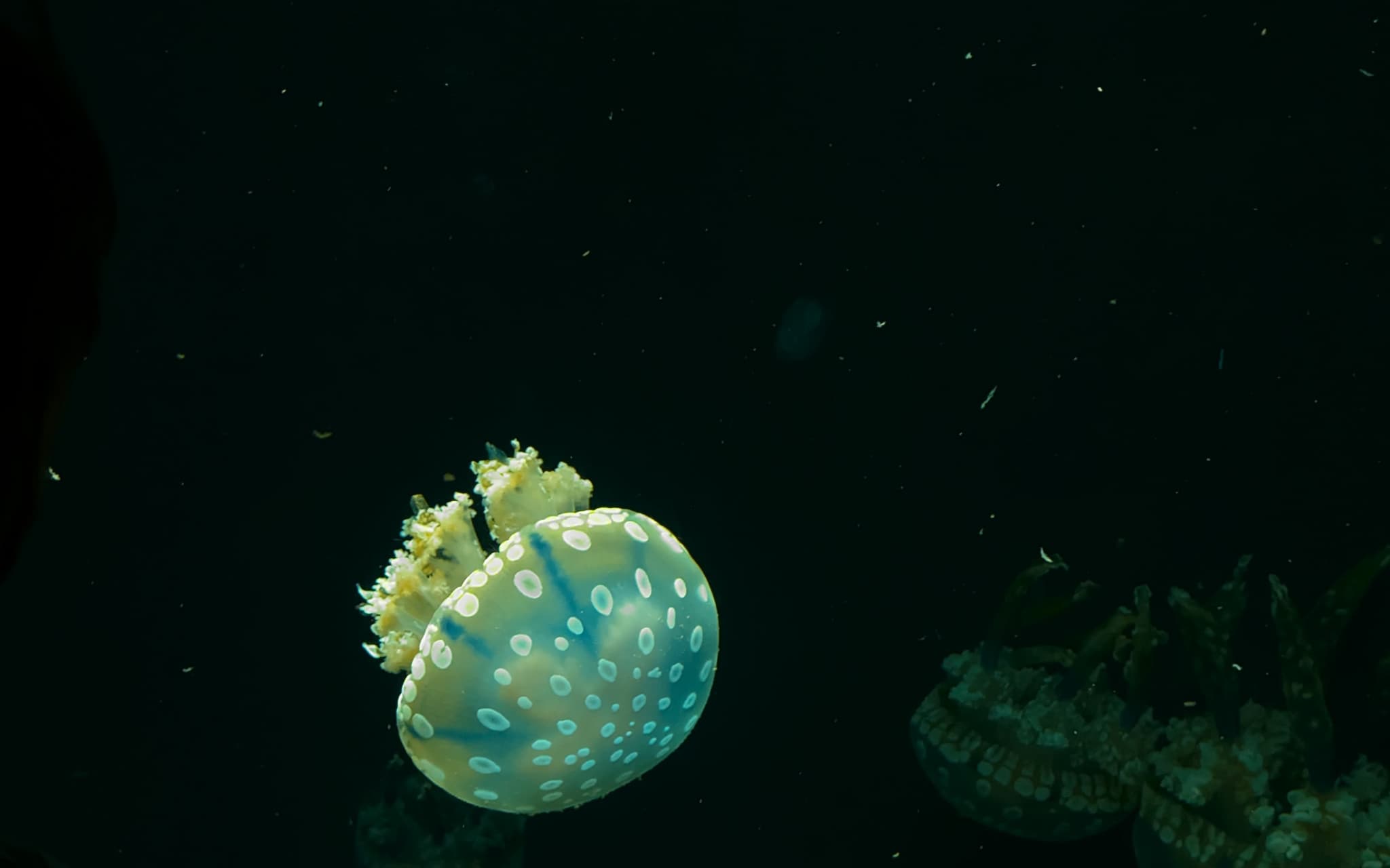 Jellyfish