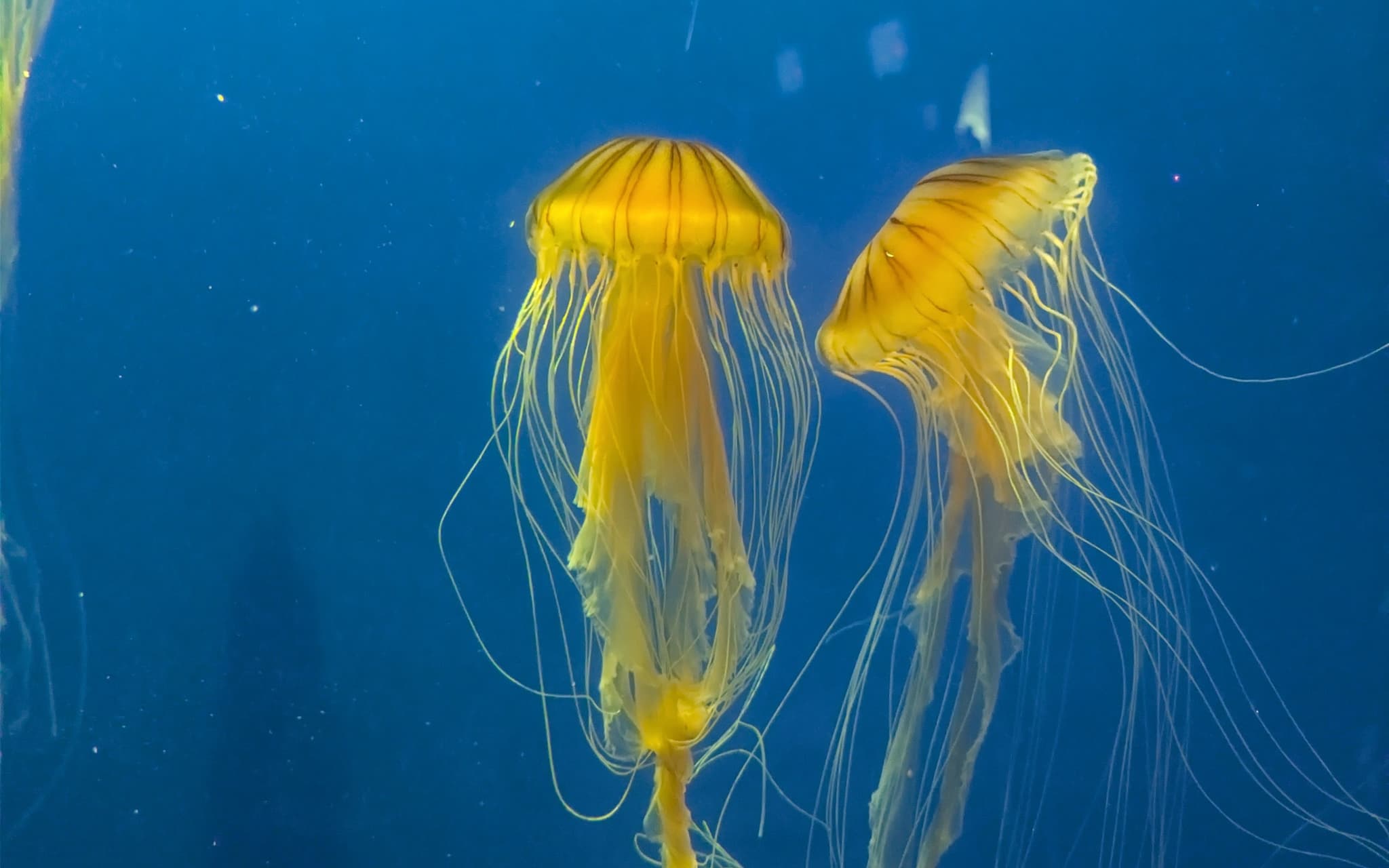 Jellyfishes