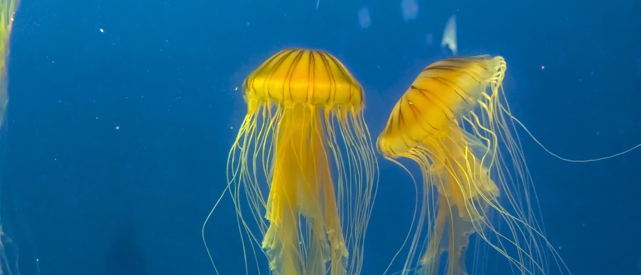 Jellyfishes
