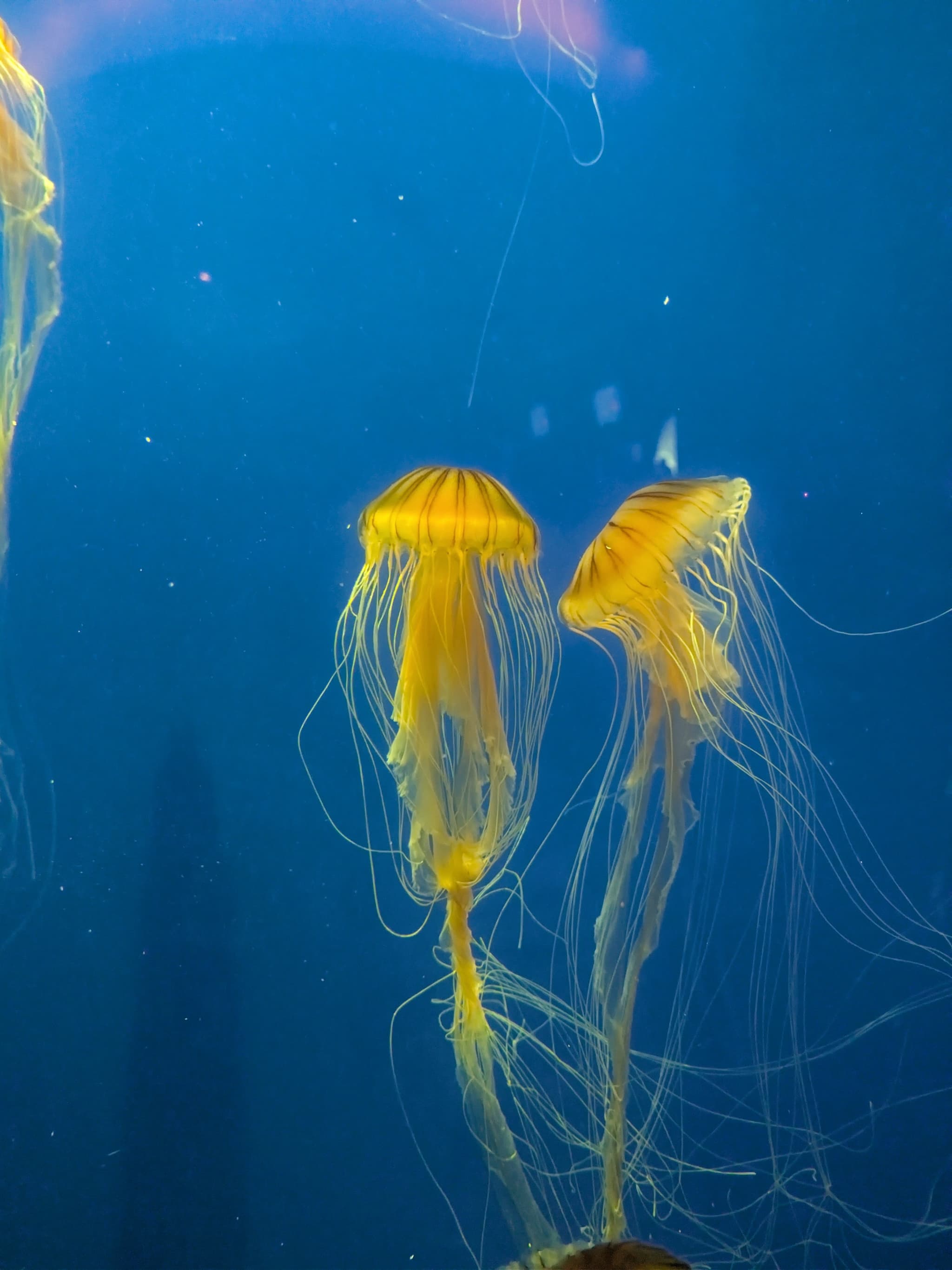 Jellyfishes