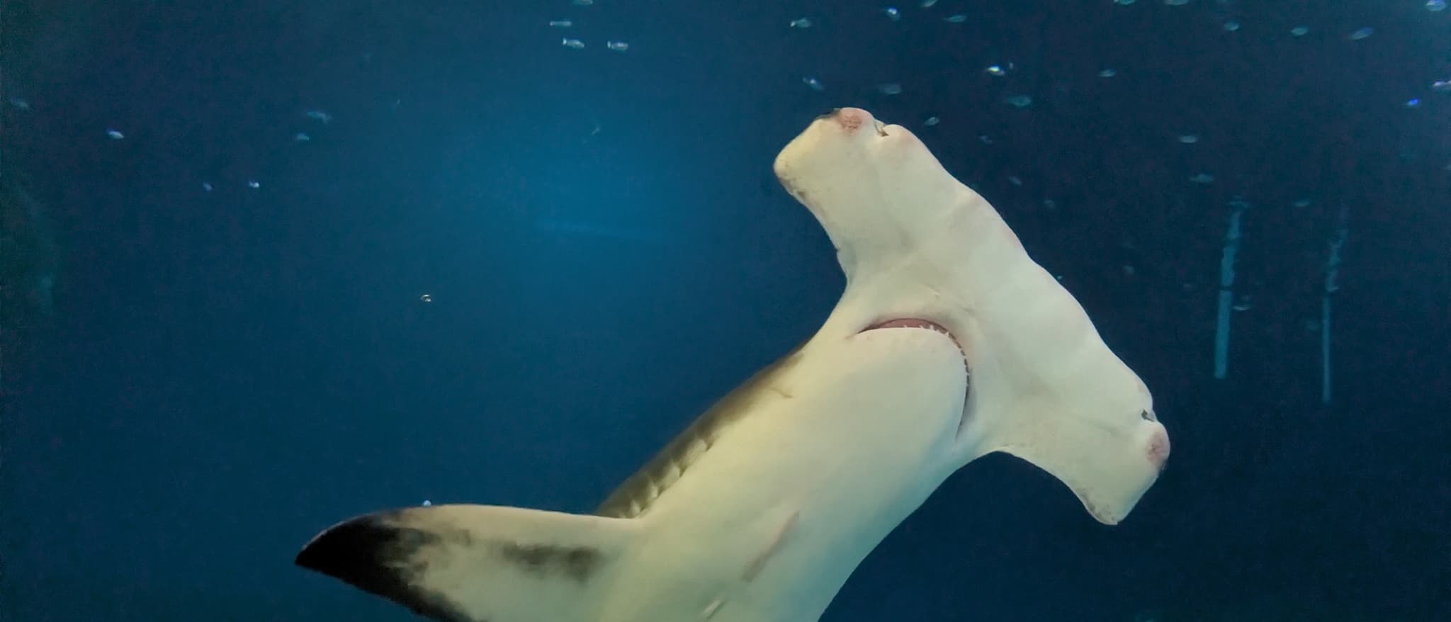 Hammerhead