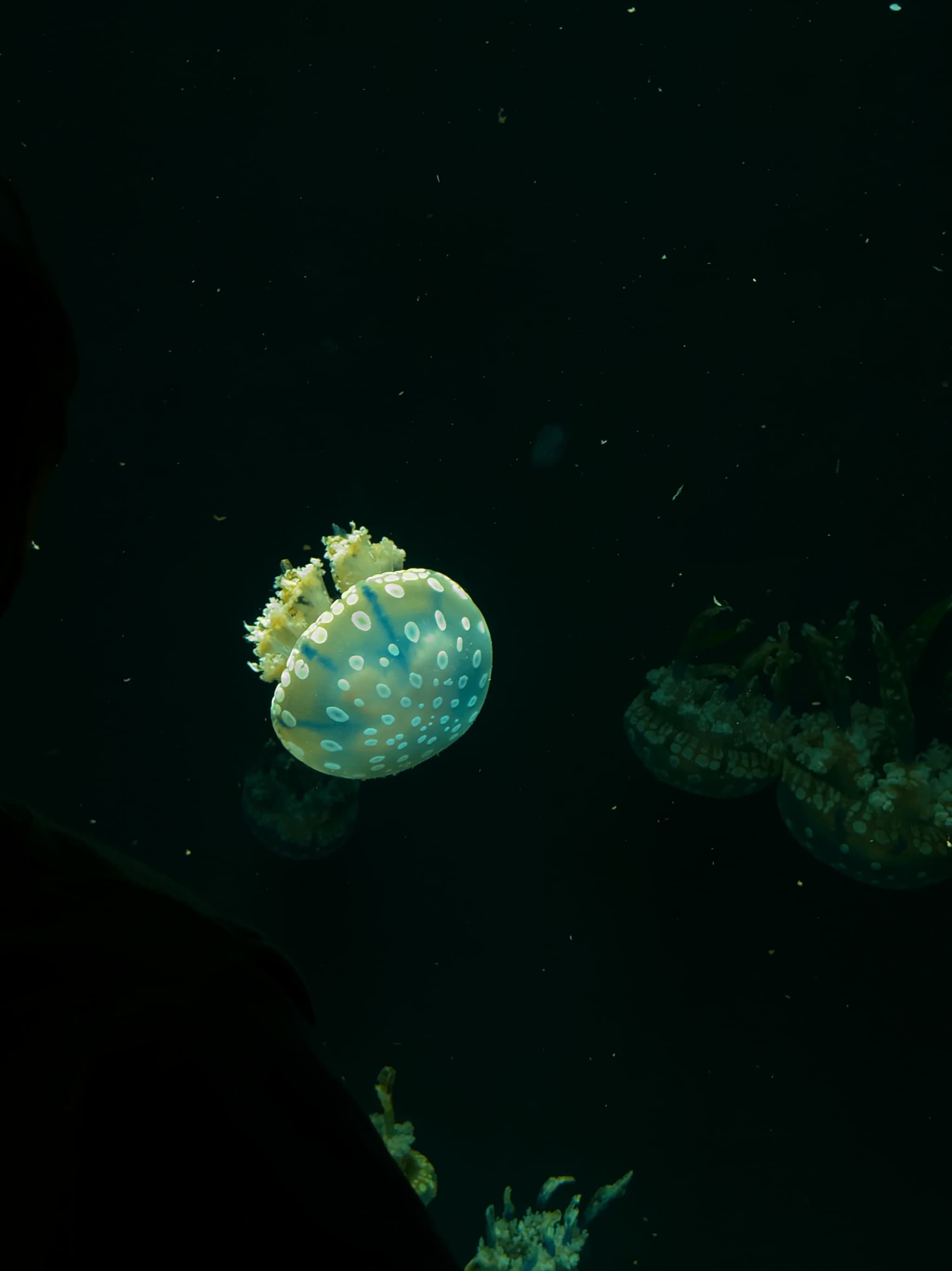 Jellyfish