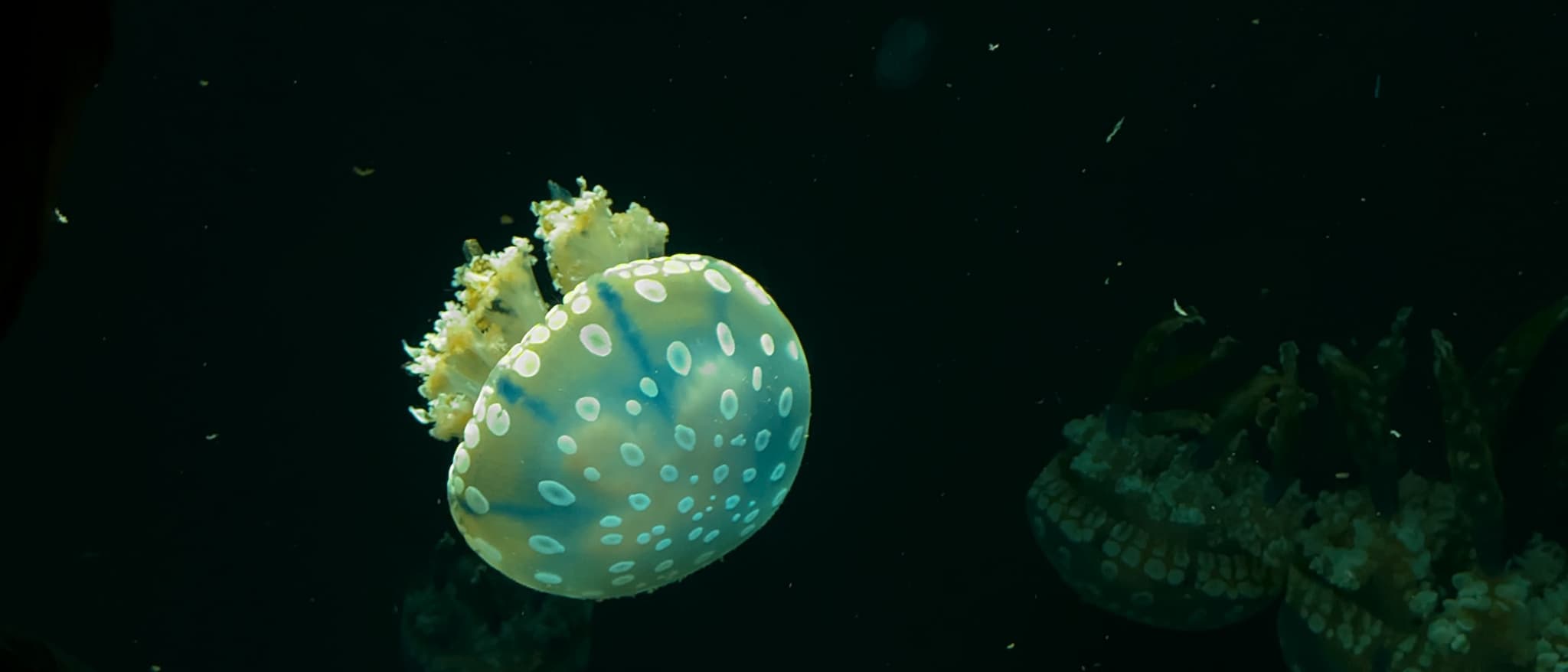 Jellyfish