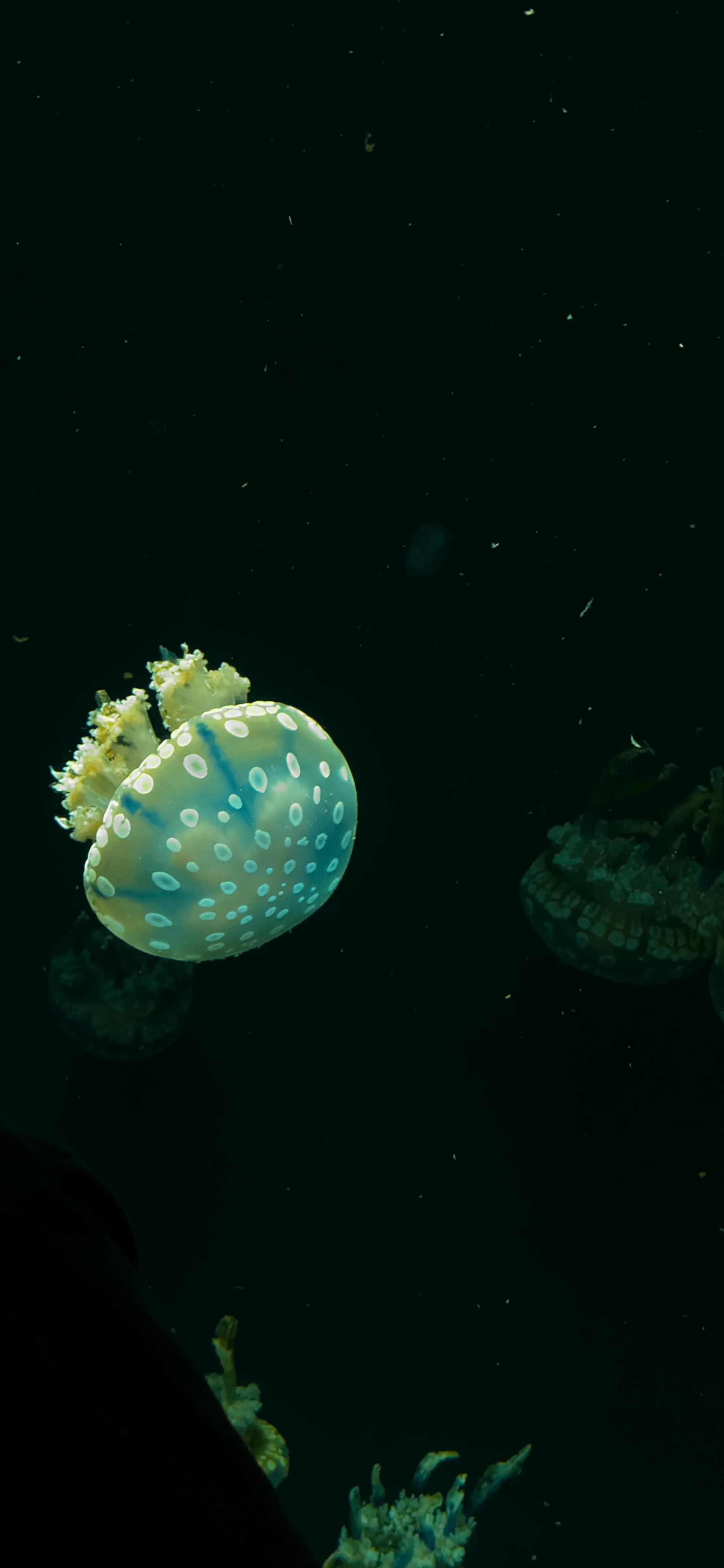 Jellyfish
