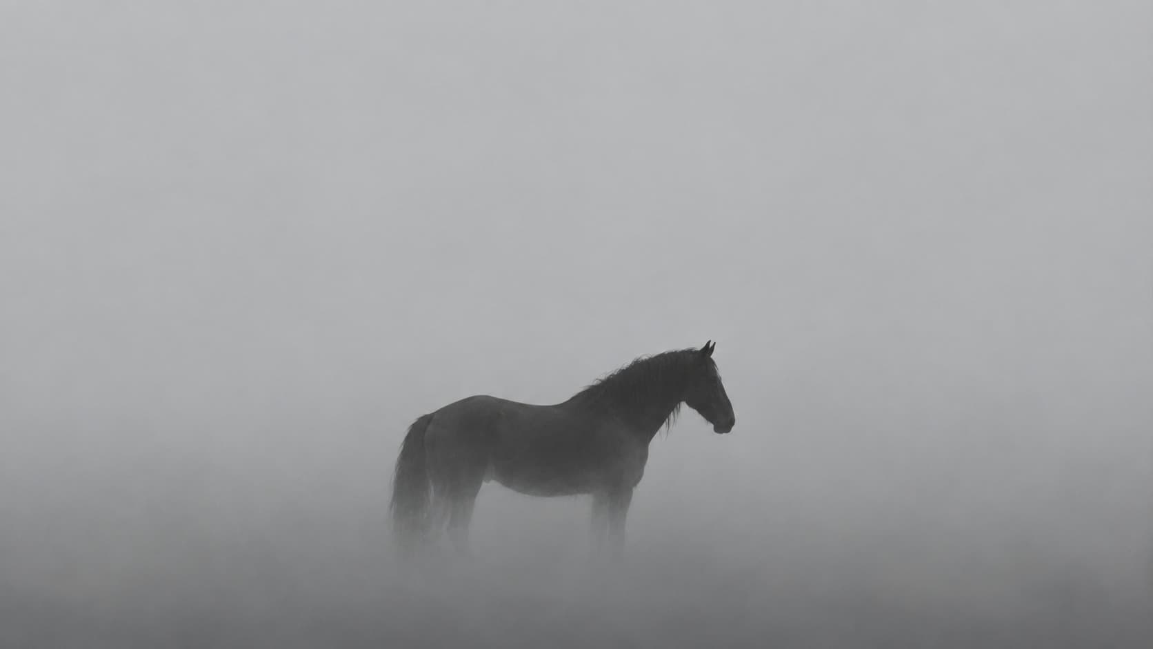 The Horse, Desktop
