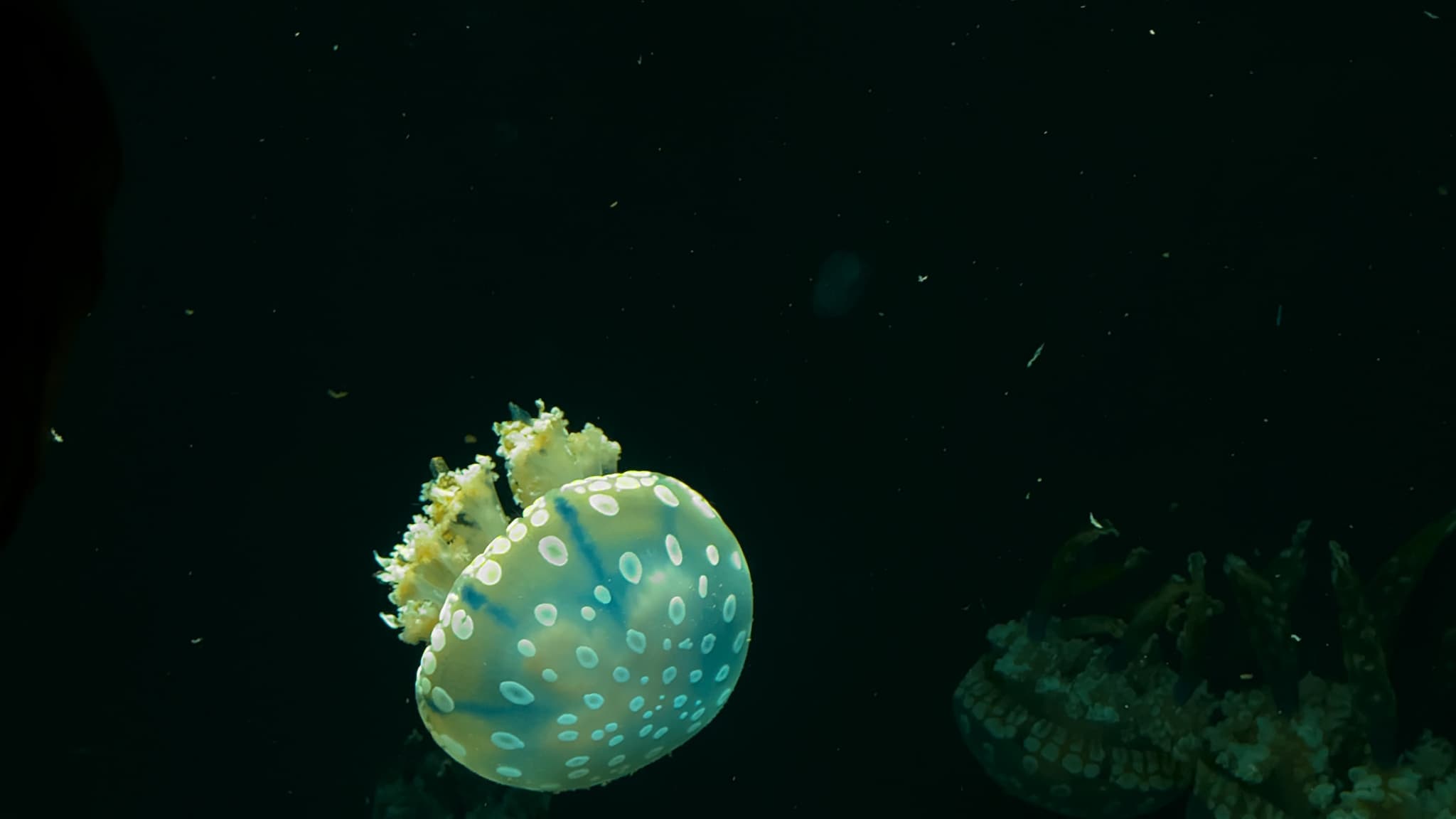 Jellyfish, Desktop