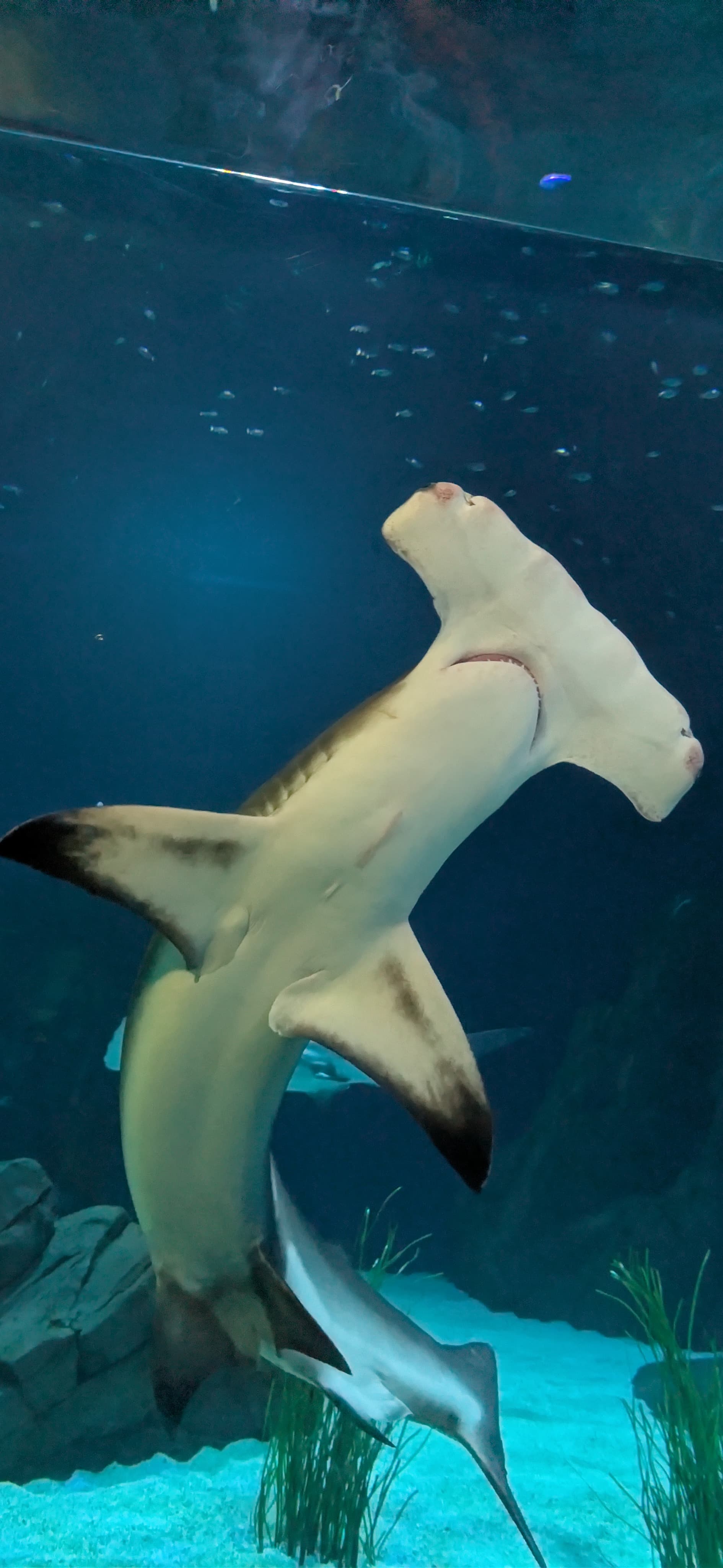 Hammerhead