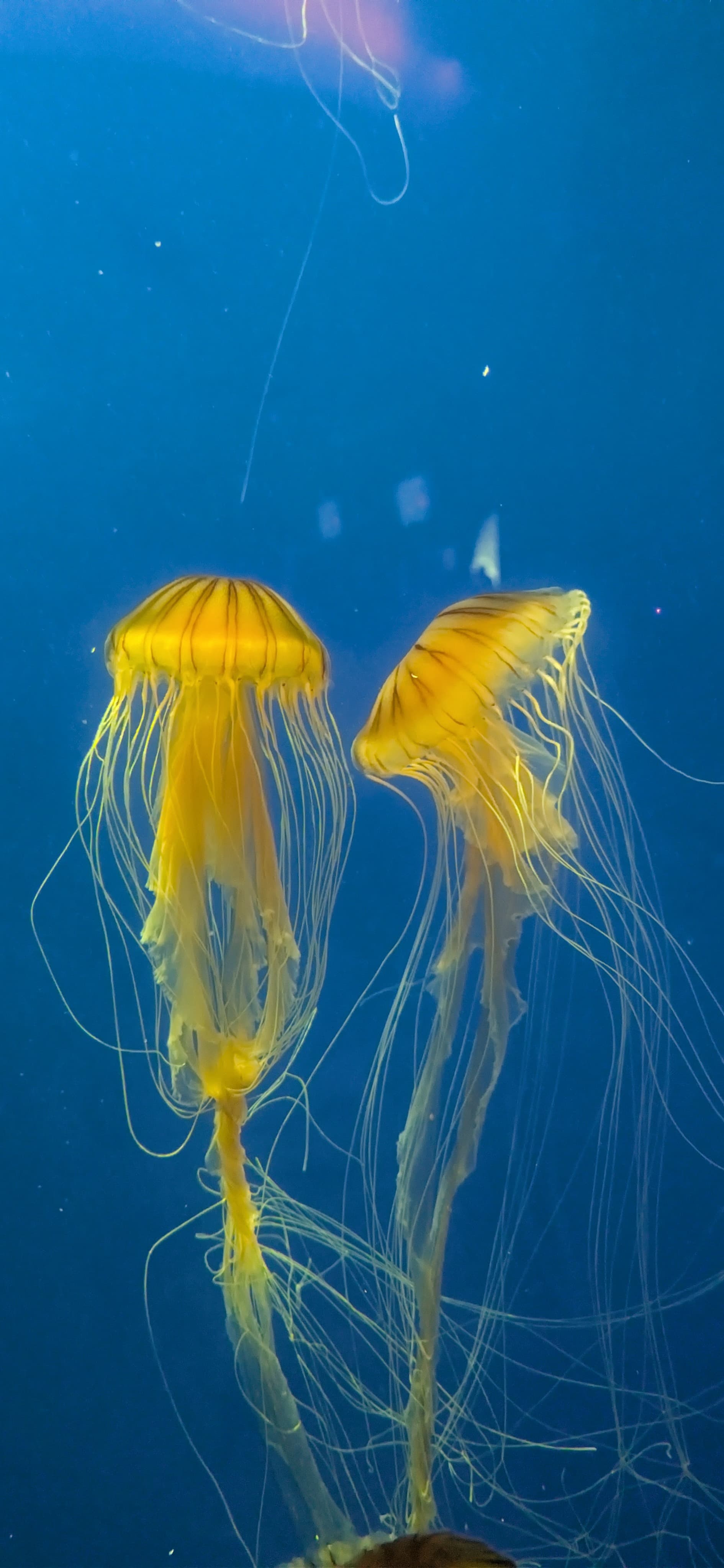 Jellyfishes