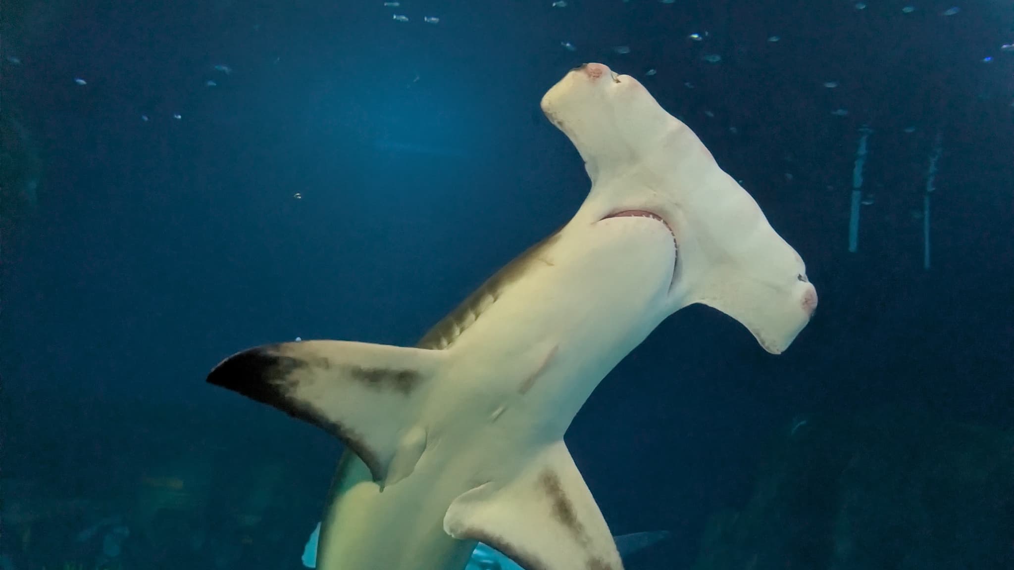 Hammerhead, Desktop