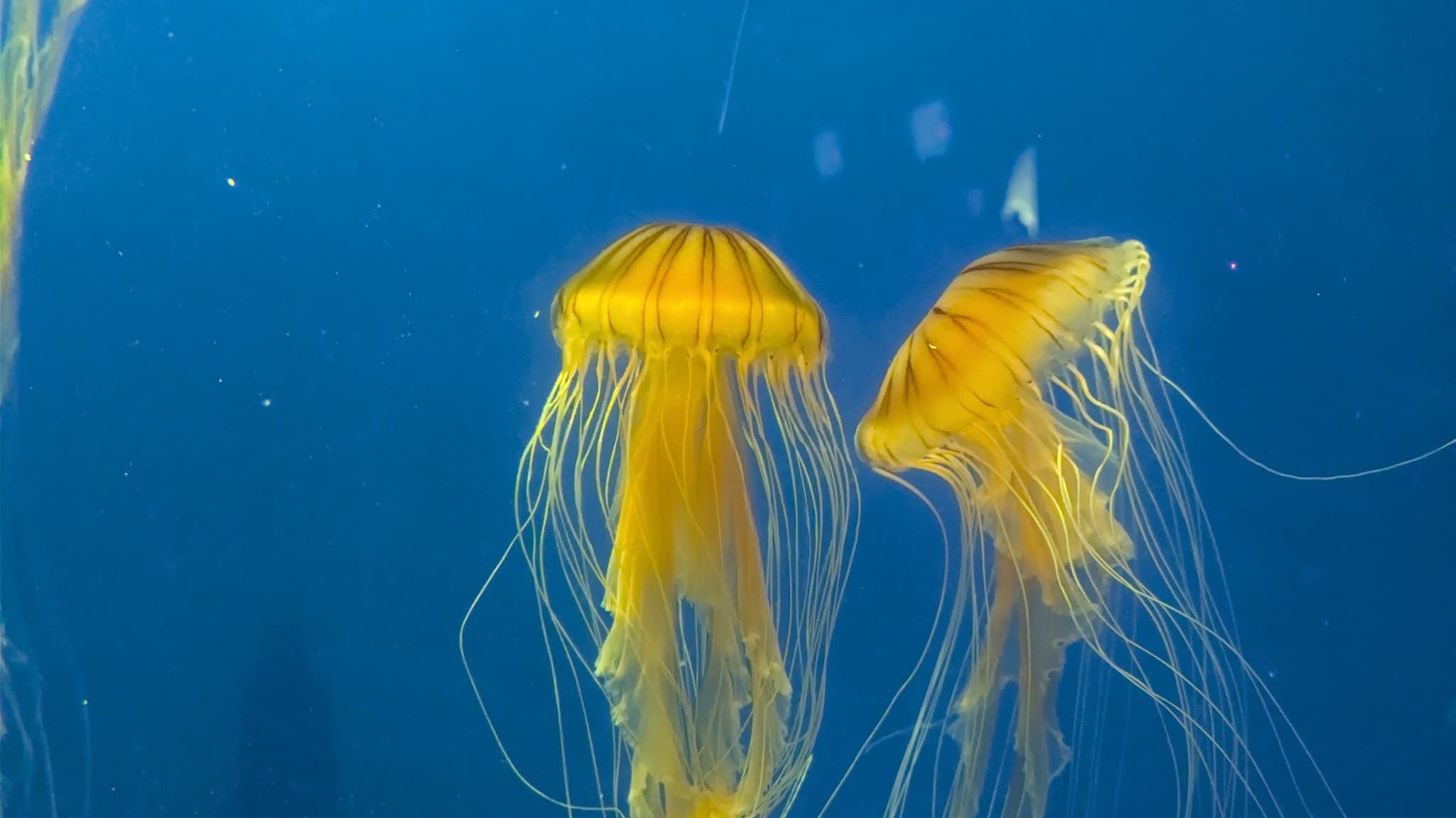 Jellyfishes, Desktop